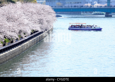 Kirschblüten am Okawa Fluss, Osaka Stockfoto