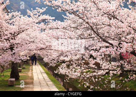 Weg der Philosophie, umgeben von blühenden Kirschbäumen in Kyoto Stockfoto