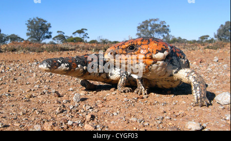 Bobtail Skink (Tiliqua Rugosa) bei Credo Station, in der Nähe von Kalgoorlie, Westaustralien Stockfoto