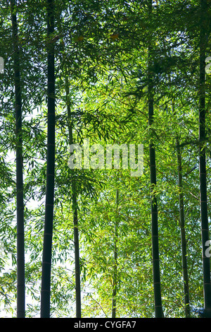 Bambuswald in Tachikawa, Tokyo Stockfoto