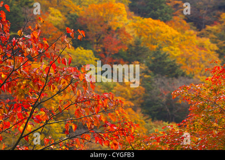 Nishizawa Tal, Präfektur Yamanashi Stockfoto