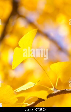 Gelbe Blätter des Ginkgo Biloba Stockfoto