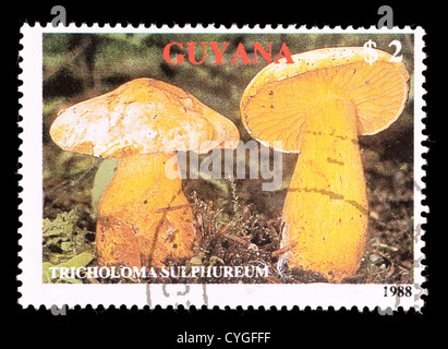 Briefmarke aus Guyana Darstellung Pilze (Tricholoma Sulphureum) Stockfoto