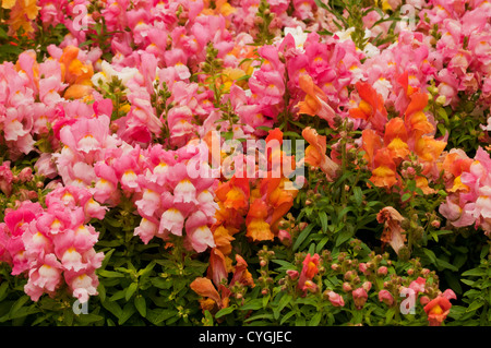 Verschiedene Farbe Snapdragon Blumen in voller Blüte Stockfoto