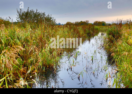 Stodmarsh; Nationalen Naturschutzgebiet; Kent; UK Stockfoto