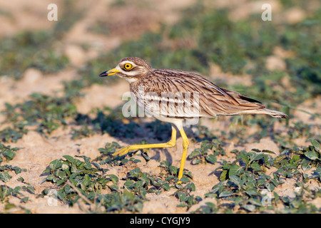 Stein-Brachvogel; Burhinus Oedicnemus; Spanien; Fuß Stockfoto
