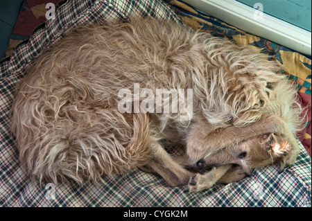 Ein rauer beschichteter lurcher-Hund, der in einer lauten Familienküche mit seinen Pfoten über den Ohren schläft Stockfoto