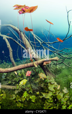 Cenote Carwash, Tulum (Playa del Carmen), Yucatan, Mexiko Stockfoto