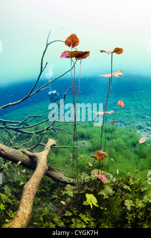 Cenote Carwash, Tulum (Playa del Carmen), Yucatan, Mexiko Stockfoto