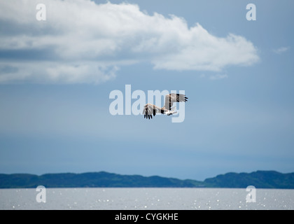 White tailed Seeadler Jagd nach Fisch von der Insel Mull, Schottland.   SCO 8773 Stockfoto
