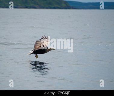 White tailed Seeadler Jagd nach Fisch von der Insel Mull, Schottland.   SCO 8774 Stockfoto