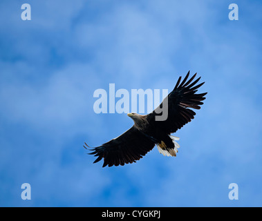 White tailed Seeadler Jagd nach Fisch von der Insel Mull, Schottland.   SCO 8777 Stockfoto