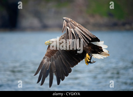 White tailed Seeadler Jagd nach Fisch von der Insel Mull, Schottland.   SCO 8778 Stockfoto