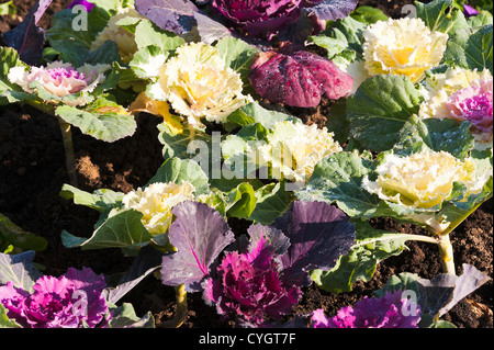 Bunte Zier Kohl in einem Park-Garten am Meer bei Serviceleistung Bognor Regis West Sussex England Vereinigtes Königreich UK Stockfoto