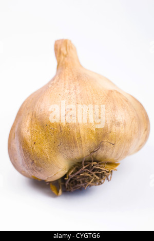 Allium Sativum. Geräucherte Knoblauchzwiebel vor einem weißen Hintergrund. Stockfoto