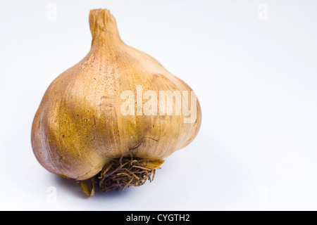 Allium Sativum. Geräucherte Knoblauchzwiebel vor einem weißen Hintergrund. Stockfoto