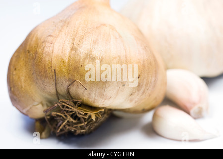 Allium Sativum. Geräucherte Knoblauchzwiebel vor einem weißen Hintergrund. Stockfoto