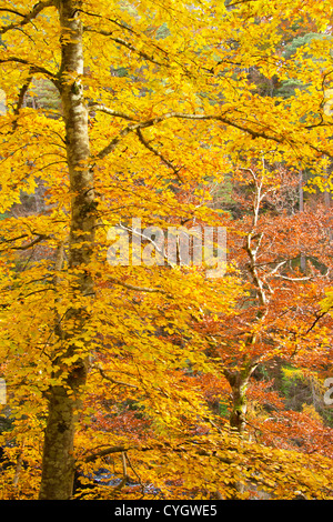 HERBST BUCHE BÄUME FARBE IM HERBST AN DEN UFERN DES FLUSSES FINDHORN Stockfoto