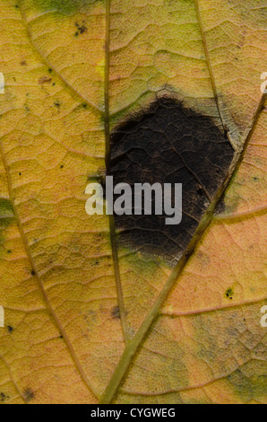 infizierten Ahorn Baum Teer Fleck Rhytisma Acerinum einen Pilz auf Ahorn Blätter blackspot Stockfoto