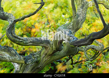 Alter Baum im Herbst getönte Eiche hinter mit Blättern rund um bei böigem Wind weht Stockfoto