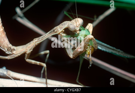 Gottesanbeterin (Parasphendale Agrionina) Nymphe, die ein Stück totes Gras imitiert, Fütterung auf eine Heuschrecke in Savannah Kenia Stockfoto