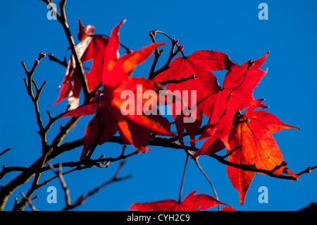 Ahorn-Blätter Stockfoto