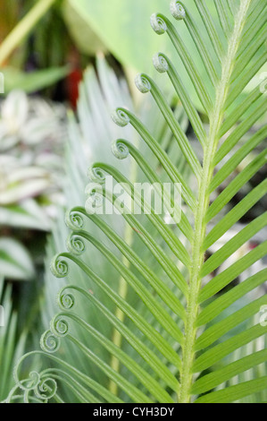 CYCAS Revoluta (Sago Cycad japanische Sagopalme) die "" mit neuem Wachstum Spülung ist Stockfoto