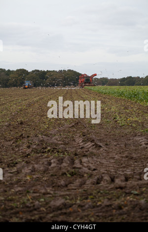 Zuckerrüben-Ernte im Feld zu entnehmen. In Ferne Anhänger Harvester und unterstützende Sammlung Traktor neben. Stockfoto