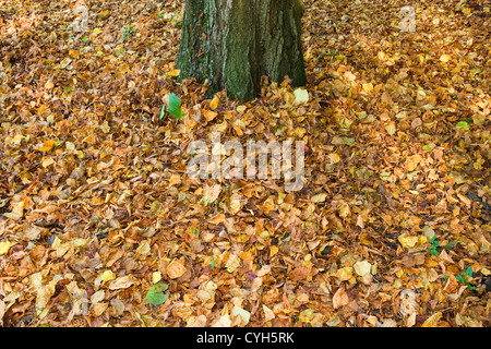 Herbst-Laub am Boden unter Baum Stockfoto