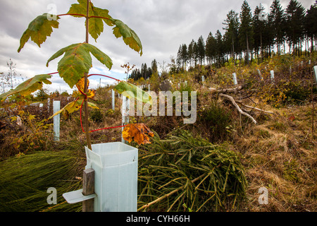 Retimber, aufzuforsten Bereich. Riesige Flächen des Waldes wurde zerstört, während eines Sturms im Jahr 2007. Neue Pflanzen. Sauerland-Gebiet, Deutschland Stockfoto