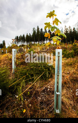 Retimber, aufzuforsten Bereich. Riesige Flächen des Waldes wurde zerstört, während eines Sturms im Jahr 2007. Neue Pflanzen. Sauerland-Gebiet, Deutschland Stockfoto