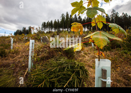 Retimber, aufzuforsten Bereich. Riesige Flächen des Waldes wurde zerstört, während eines Sturms im Jahr 2007. Neue Pflanzen. Sauerland-Gebiet, Deutschland Stockfoto