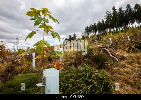 Retimber, aufzuforsten Bereich. Riesige Flächen des Waldes wurde zerstört, während eines Sturms im Jahr 2007. Neue Pflanzen. Sauerland-Gebiet, Deutschland Stockfoto