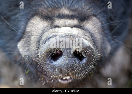 große schwarze Schweine Nase Stockfoto