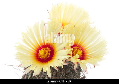 Astrophytum capricorne Stockfoto