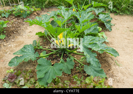 Zucchini "Gold Rush". Stockfoto