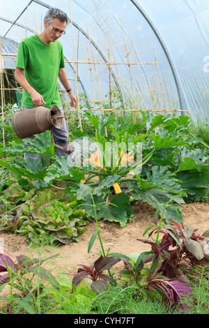 Zucchini in einen Gemüsegarten unter einem Folientunnel Bewässerung / / Arrosage de Zucchini Dans un Potager Sous Tunnel Stockfoto