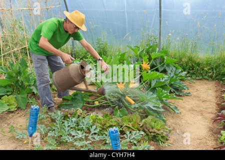 Zucchini in einen Gemüsegarten unter einem Folientunnel Bewässerung / / Arrosage de Zucchini Dans un Potager Sous Tunnel Stockfoto