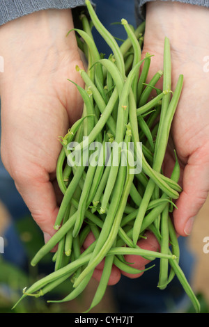 Grüne Bohnen "Oxinel" nur Kommissionierung / / Cueillette de Haricots Verts Nains "Oxinel" Stockfoto