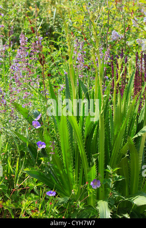 Agave Leaved Meer Holly, Eryngium Agavifolium = Eryngium Bromelifolium / / Panicaut À Feuilles d'agave Stockfoto