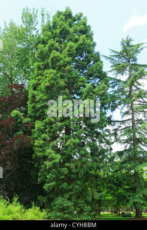 Mammutbaum, Sequoiadendron Gigantea in einem park Stockfoto