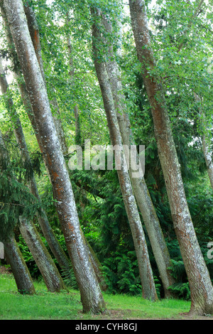 Grau-Pappel (Populus × Canescens) gekippt (Frankreich) / / Parc Floral De La Source, Peupliers Grisards (Populus X Canescens), Penchés Stockfoto