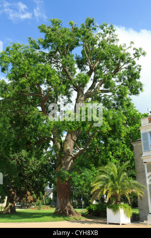 Sophora Japonica oder japanische Pagode Baum, Frankreich, Châteauneuf-Sur-Loire im Park des Schlosses / / Sophora Japonica, Châteauneuf-Sur-Loire, Frankreich Stockfoto