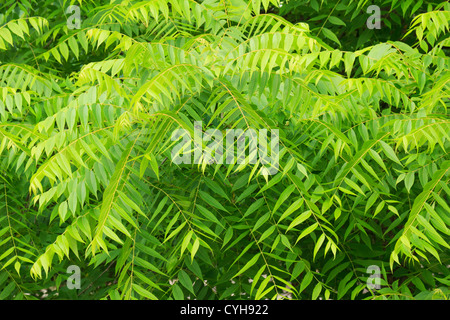 Östlichen Schwarznuss, Juglans Nigra / / Noyer Noir, Juglans Nigra Stockfoto