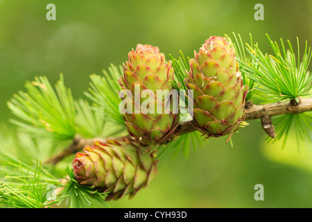 Europäische Lärche, Larix Decidua, Kegel / / Cône Femelle de Mélèze d ' Europe, Larix Decidua Stockfoto