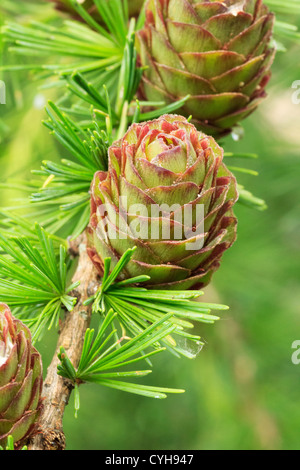 Europäische Lärche, Larix Decidua, Kegel / / Cône Femelle de Mélèze d ' Europe, Larix Decidua Stockfoto