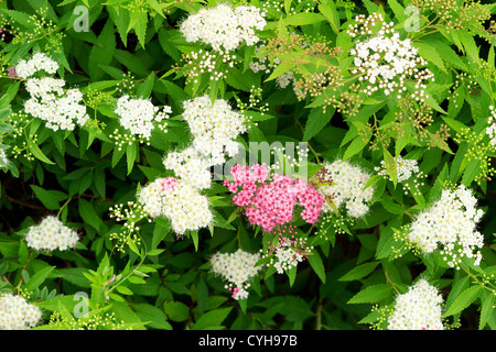 Japanische Spiraea 'Genpei', Spiraea Japonica "Genpei" / / Spirée Japonaise "Genpei', Spiraea Japonica"Genpei" Stockfoto