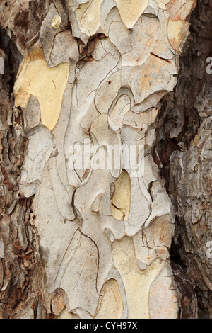 Rinde der Korsischen Schwarzkiefer, p. Nigra Subspecies Salzmannii var Corsicana (SY Pinus Nigra Subspecies Laricio, Pinus Nigra var. Maritima) Stockfoto