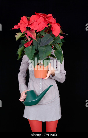 Frau mit Weihnachtsstern Topfpflanze vor Gesicht mit Gießkanne Stockfoto