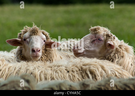 Eine Herde Schafe weidet auf der grünen Wiese irgendwo in der Toskana, Italien. Stockfoto